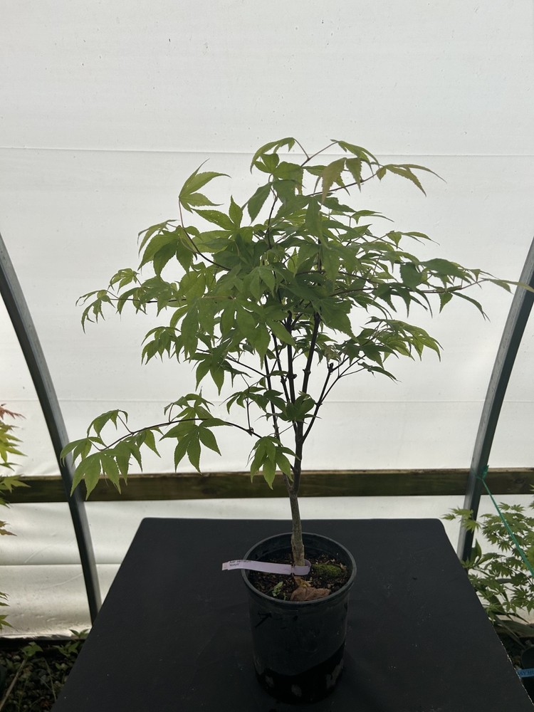 Acer palmatum 'Kokyo' Japanese Maple 1 Gallon-image