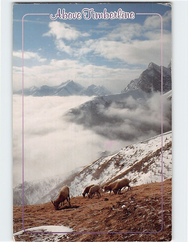Postcard Above Timberline High in the Rockies