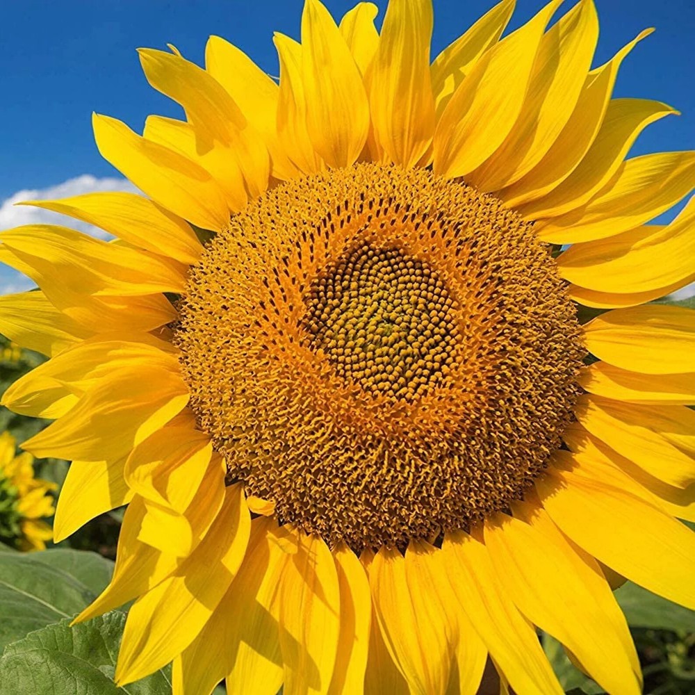 Huge Giant Yellow Sun Flower Competition Beauty Seed 50pcs/pack seeds