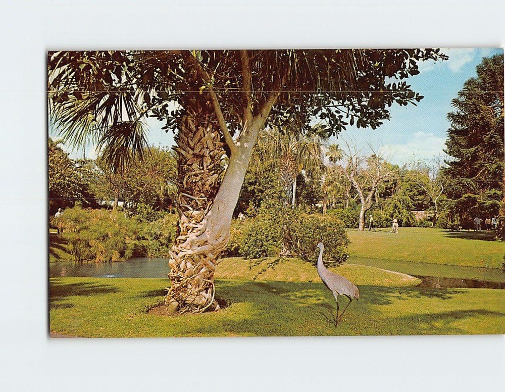 Postcard Strangler Fig Sarasota Jungle Gardens Florida USA