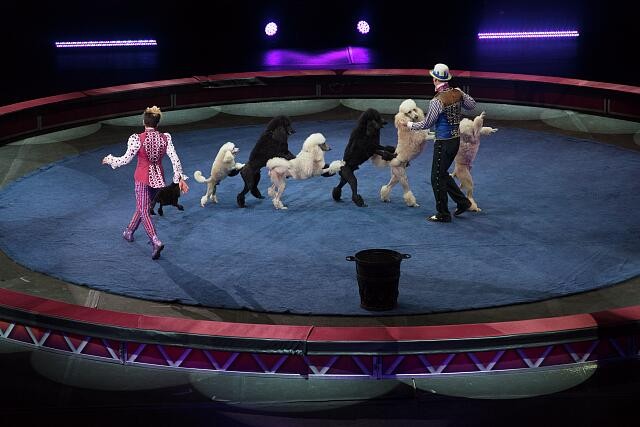 Photo:Fairfax Virginia Ringling Bros Barnum & Bailey Circus 2016 Dog Act