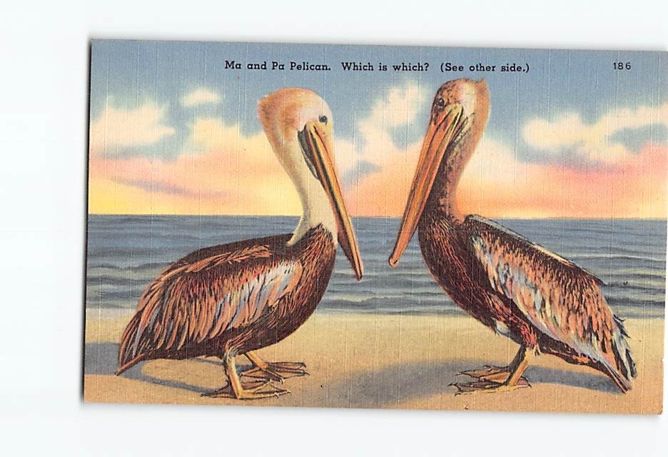 Postcard Ma and Pa Brown Pelican Florida Tichnor Vintage Linen Humor Bird 186