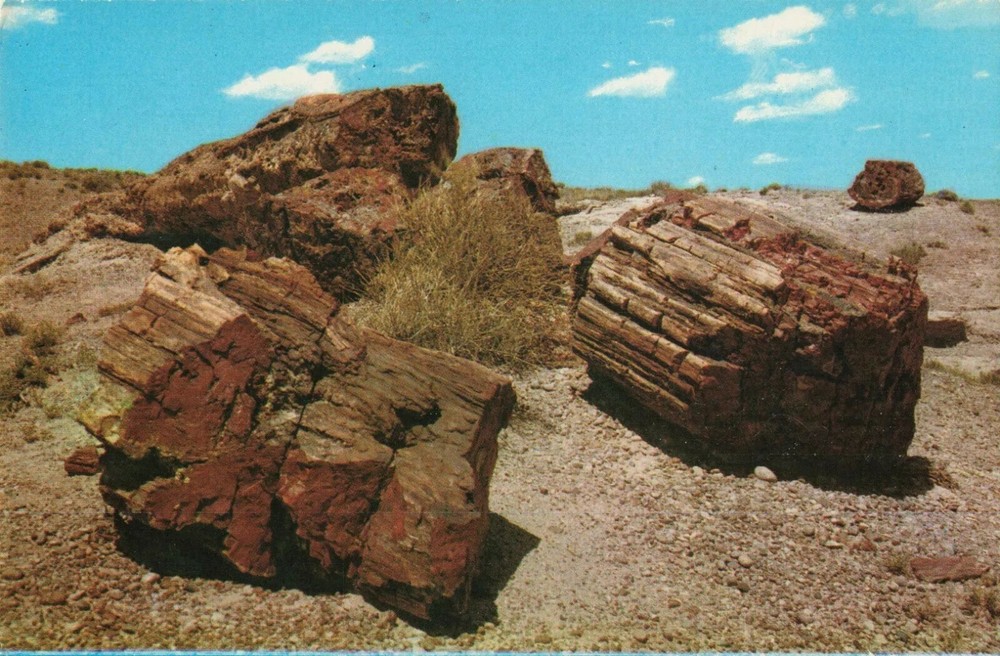 Petrified Logs - Petrified Forest National Park - Arizona AZ - Postcard