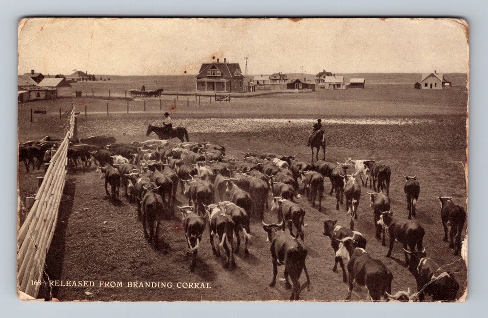 Cattle Released From Branding Corral Vintage c1908 Postcard Standard Souvenir