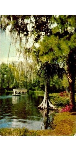 1950s Silver Springs FL Boat Ride Postcard: Underwater Fairyland Scene