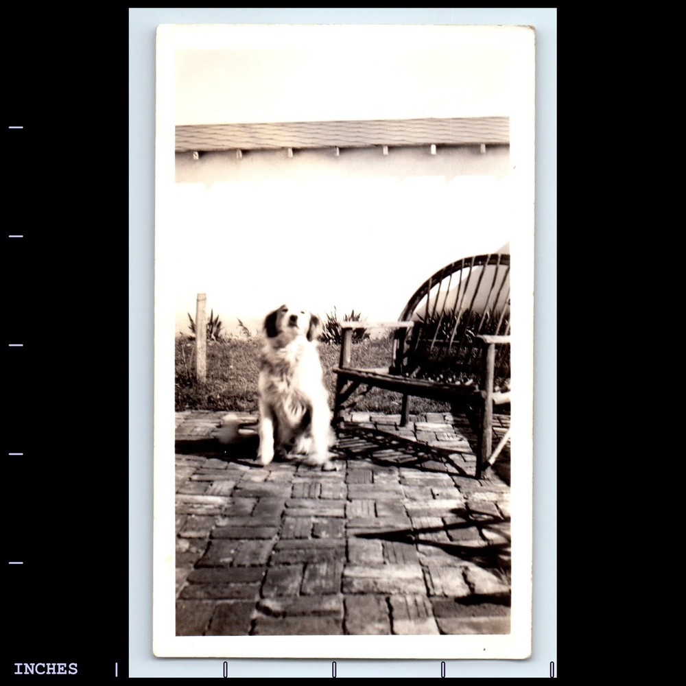 Vintage Photo DOG BY CHAIR BENCH