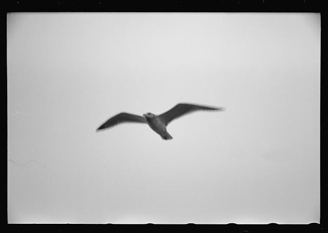 Photo:1930s Seagull in Flight Bird Photograph Print