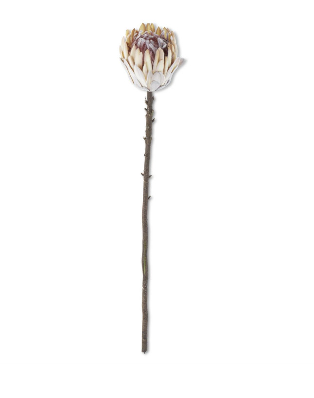 Real Touch Protea Stems. Hawaiian Flowers. Tropical Flowers