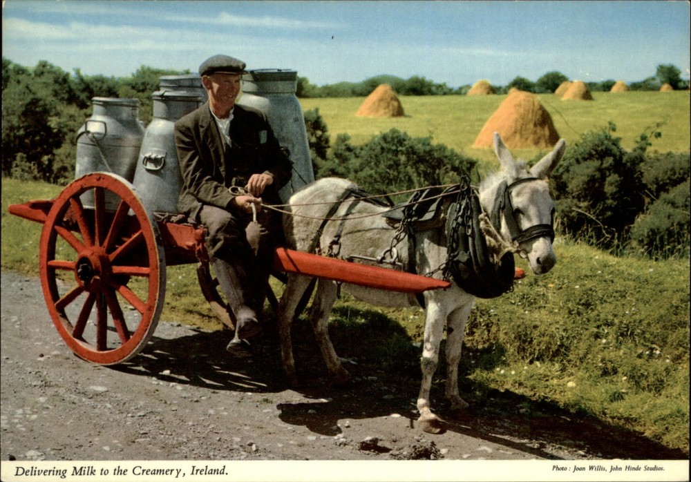 Ireland donkey drawn milk cart delivery vintage postcard sku165