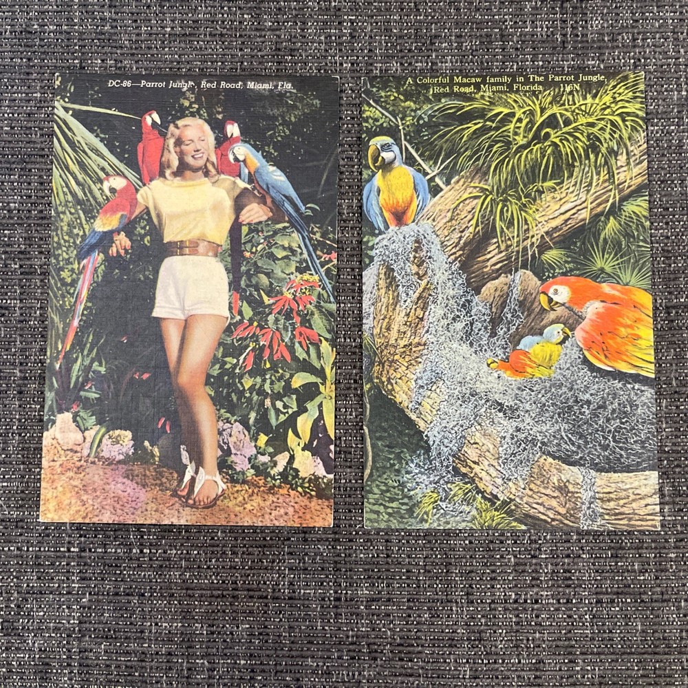 Vintage Linen Postcards Miami, FL~Pretty girl & Macaw Family at Parrot Jungle