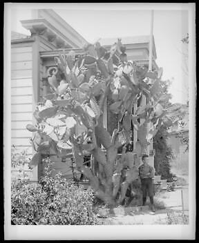 Cactus Outside Residence On The East Side Of Broadway Near Third S - Old Photo