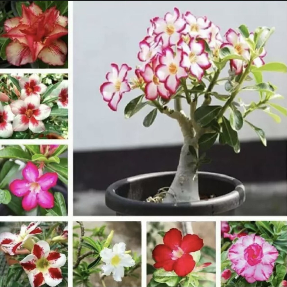 5 Mixed Color Pink Red White Desert Rose Seeds *Buy 4 Free Tracking*