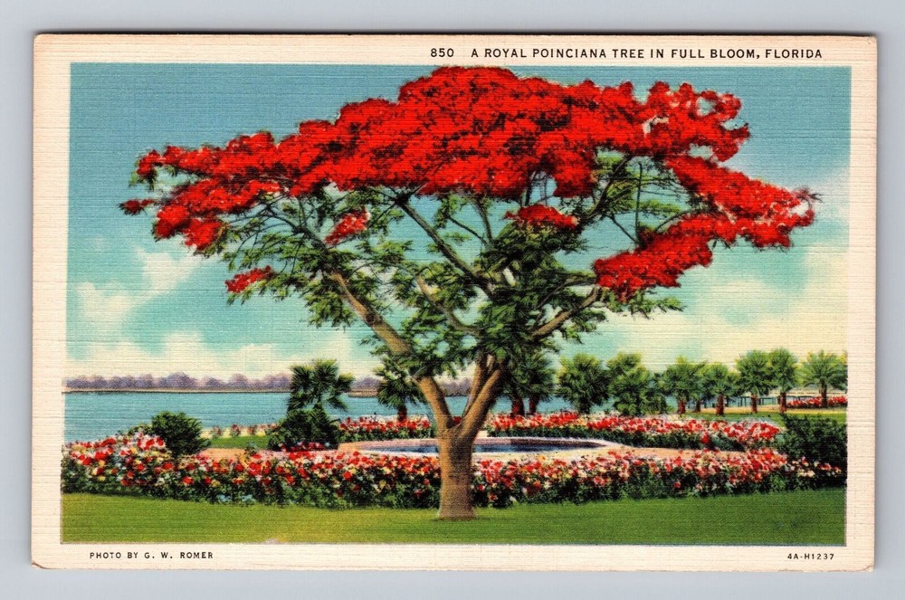 A Royal Poinciana Tree In Full Bloom In Florida Vintage Postcard