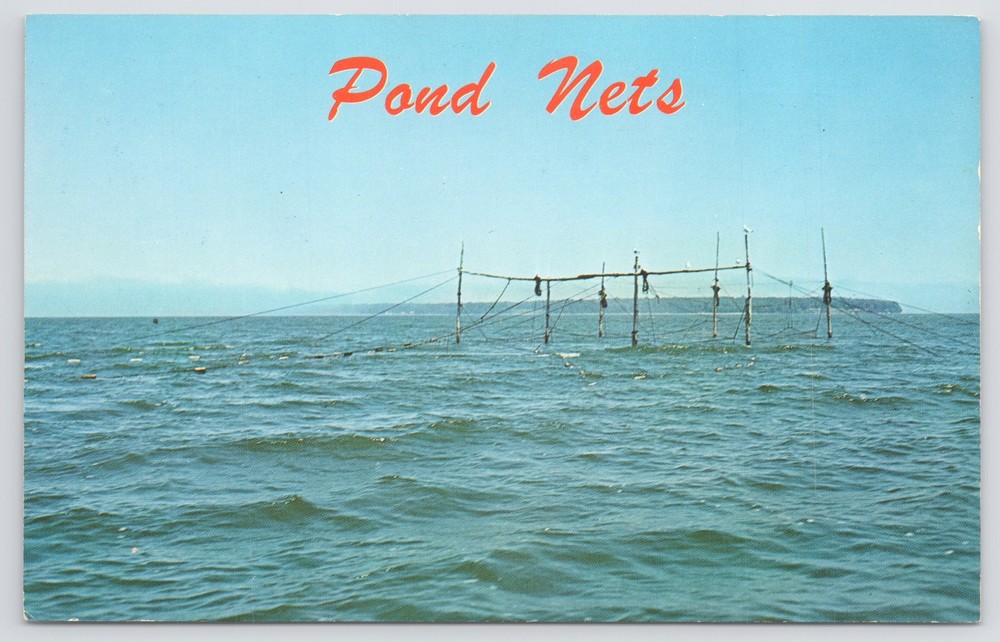Lake Superior Circle Route~Pond Nets~Fishing~1960s Postcard