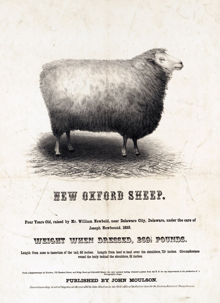 9541.Decoration Poster.Room Wall art.Home decor.Largest New Oxford Sheep.Farm
