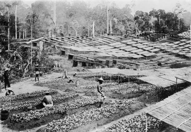 Indonesia Sumatra tobacco plantation Chinese field hands 1910 OLD PHOTO
