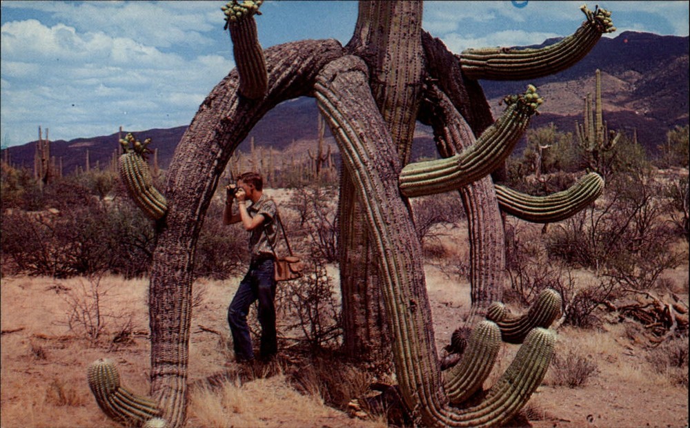 Arizona desert Saguaro cactus man with 1950s camera & bag unused postcard
