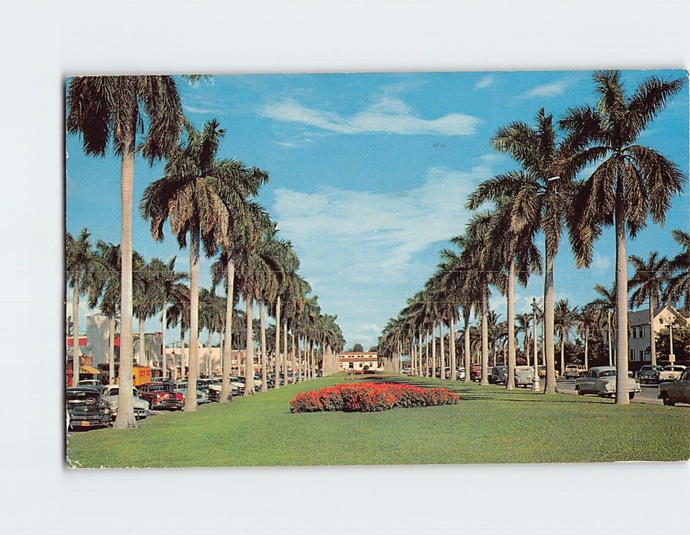 Postcard Stately Royal Palms Royal Poinciana Way Palm Beach Florida USA