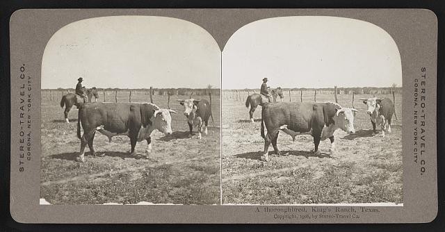 Photo:A thoroughbred, King's Ranch, Texas.