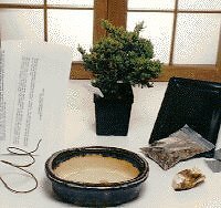 Juniper Bonsai Starter Kit Basic Starter Procumbens Make Your Own Tree Live
