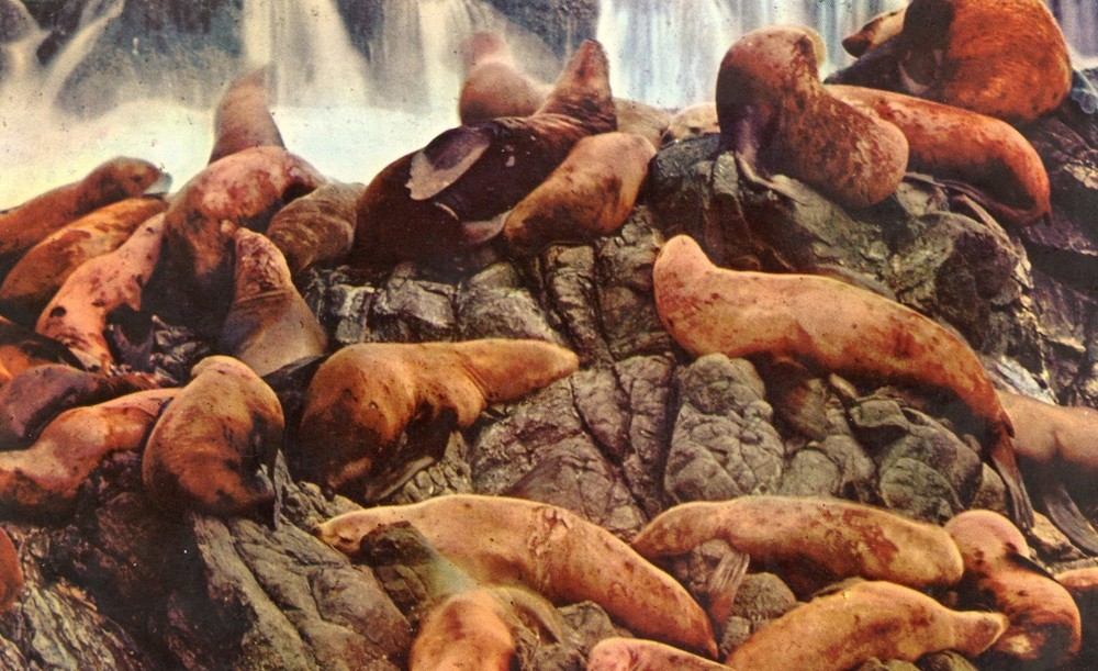 Sea Lions on the Pacific Coast, UNP, VG --POSTCARD