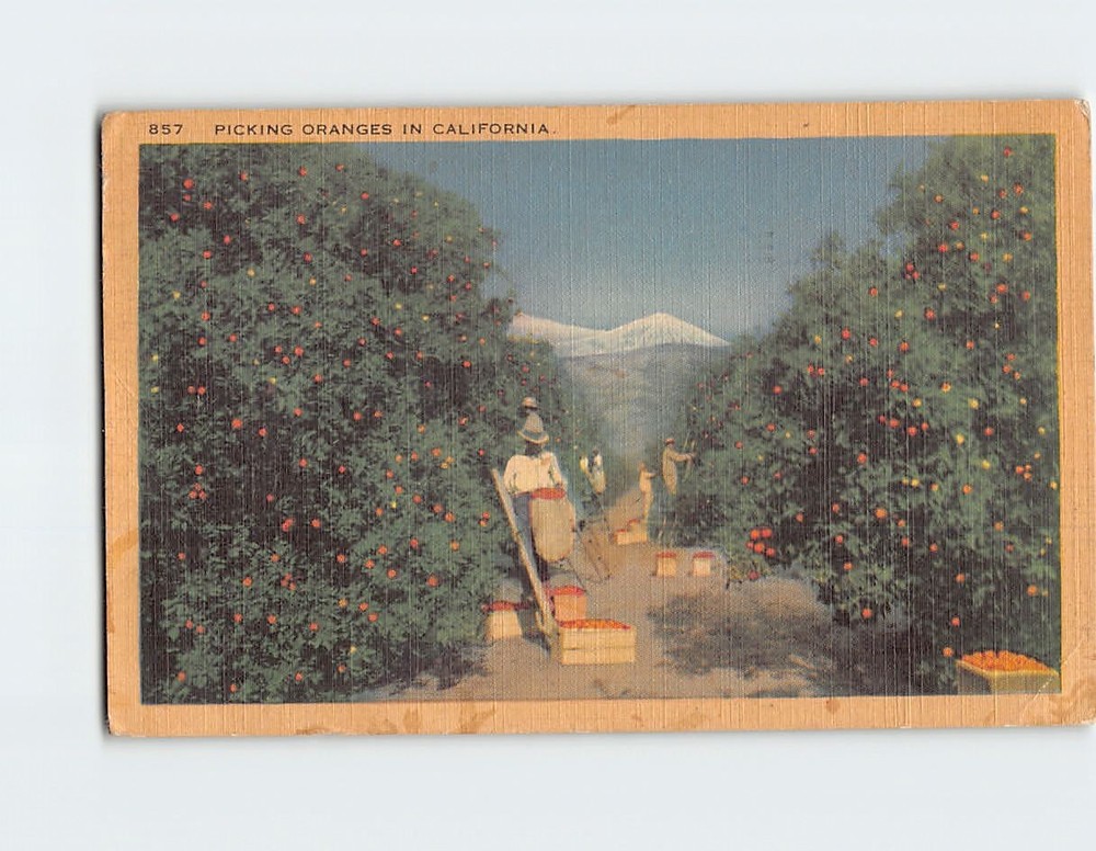 Postcard Picking Oranges in California