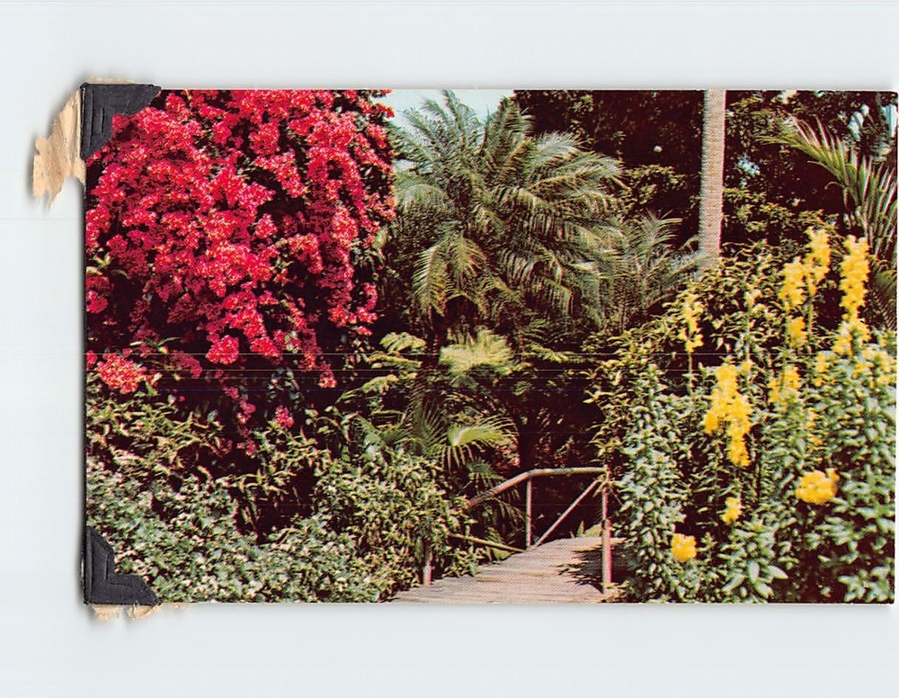 Postcard Sunken Gardens St. Petersburg Florida USA