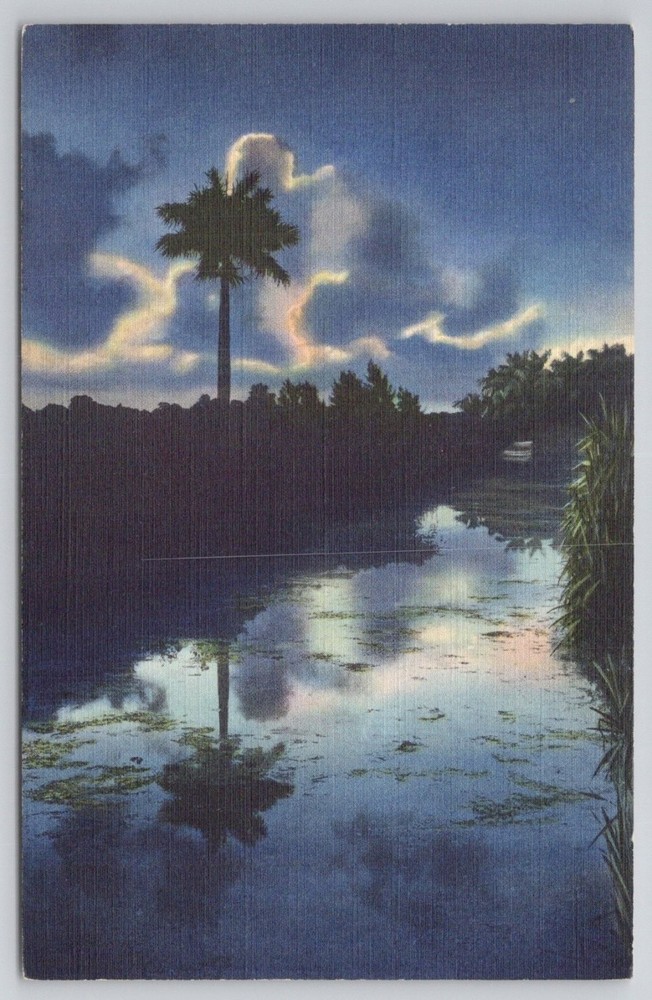 Vintage Florida Everglades Lone Sentinel Palm Tree Linen Postcard Curt Teich