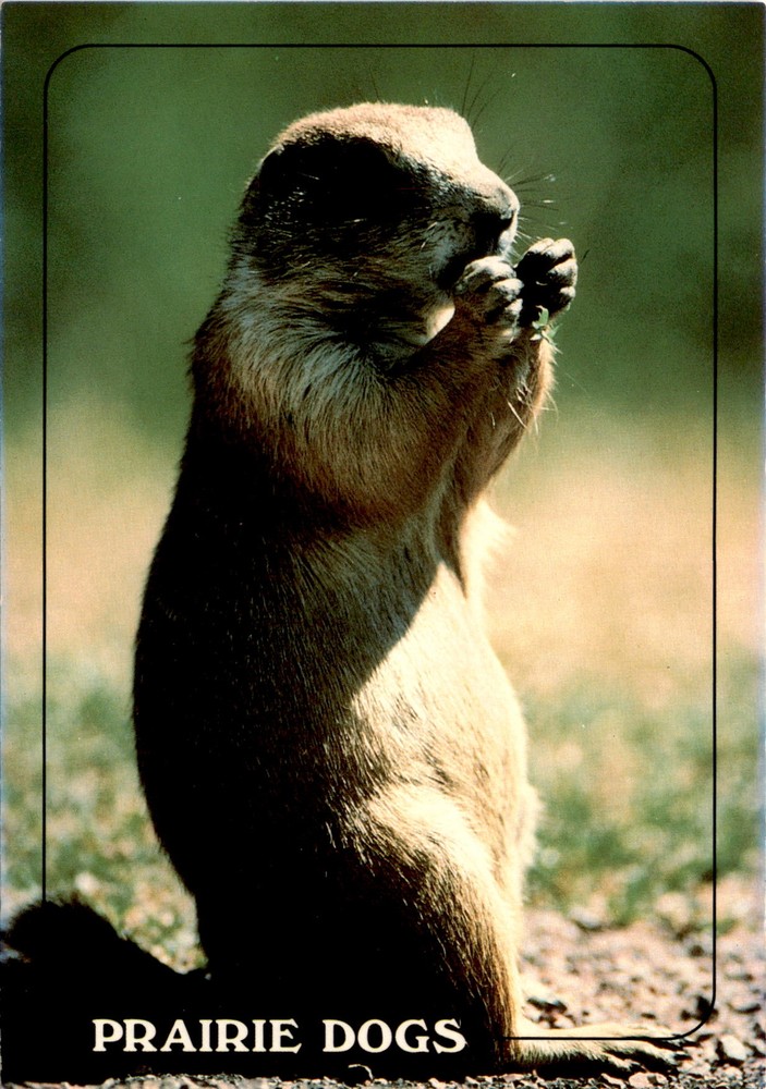 PRAIRIE DOG TOWNS, WESTERN PRAIRIES, S.D. Postcard