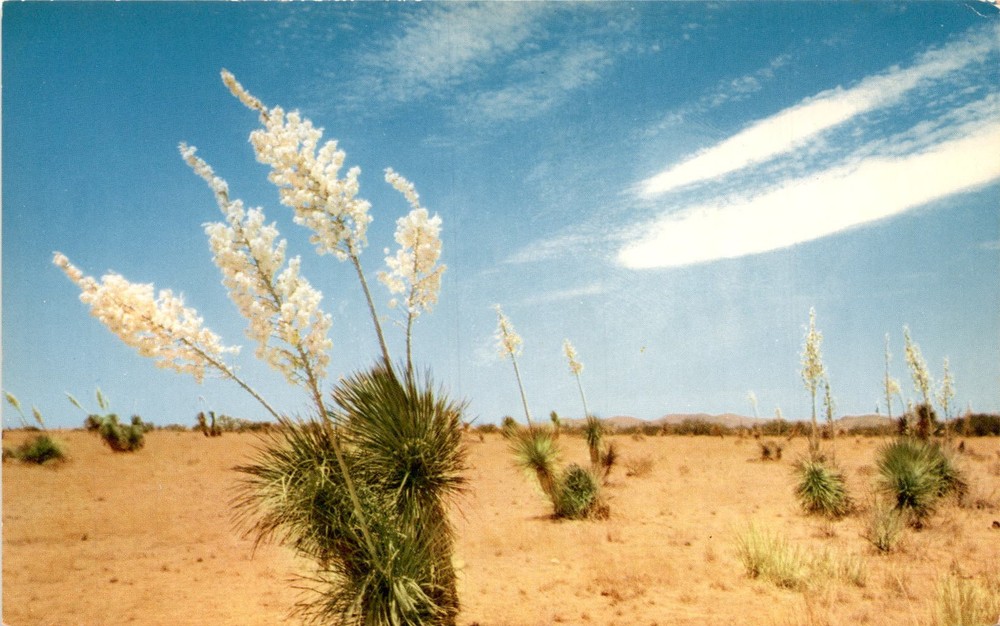 Southwest, New Mexico, R. C. Proctor Colorphoto, Petley Studios, Postcard