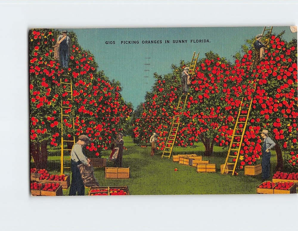 Postcard Picking Oranges in Sunny Florida USA