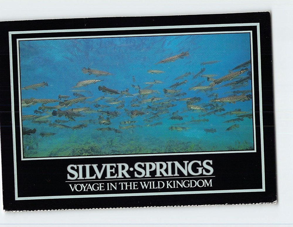 Postcard Spotted Gar School Silver Springs Florida USA