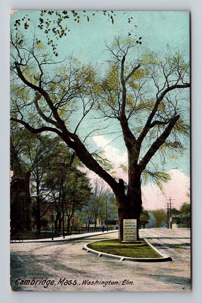 Massachusetts MA Cambridge Washington Elm Vintage Postcard