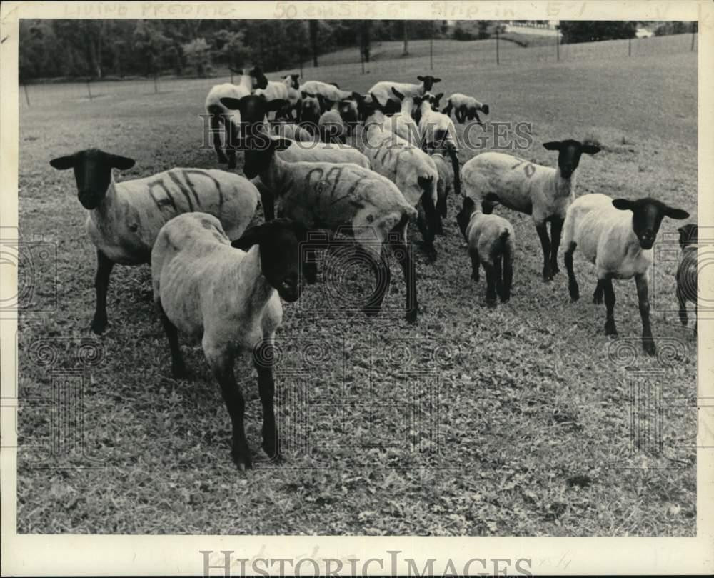 1972 Press Photo Sheep in field at Griffin Laboratory Farm in New York