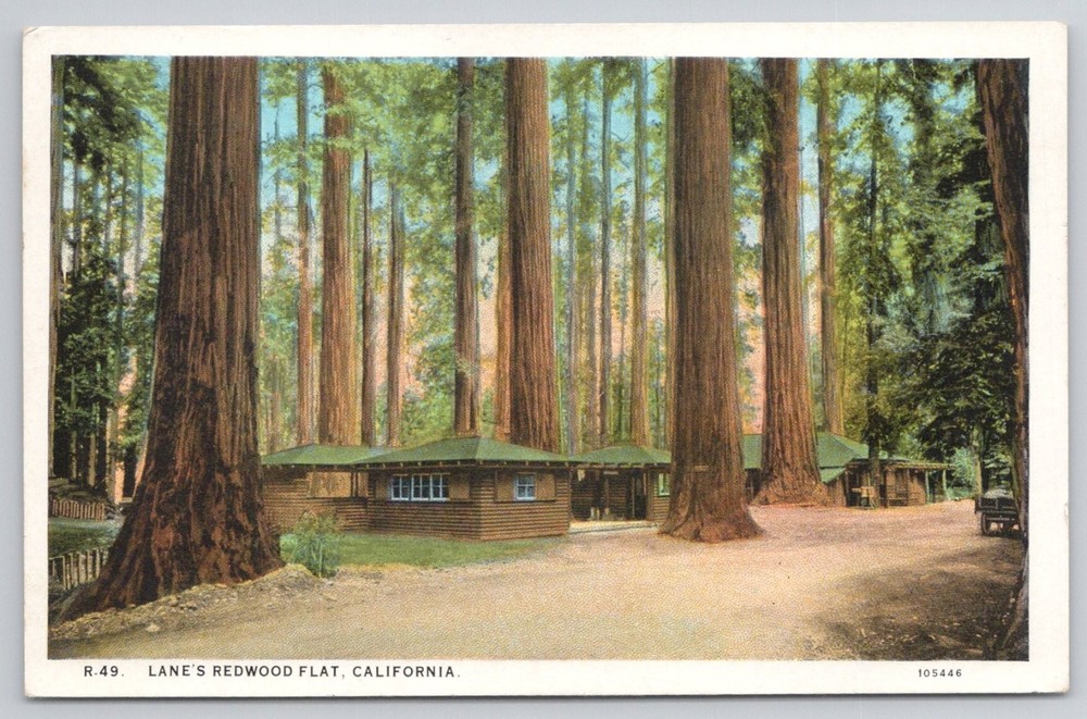 Lane's Redwood Flat CA Cabins Big Trees Edward Hess Postcard 1930s-40s