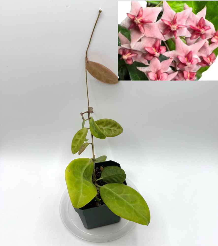 Hoya piestolepsis Well Rooted Plant