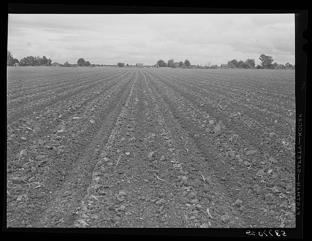 Photo:Mississippi Delta 1940 Cotton Rows Near Tenant Houses