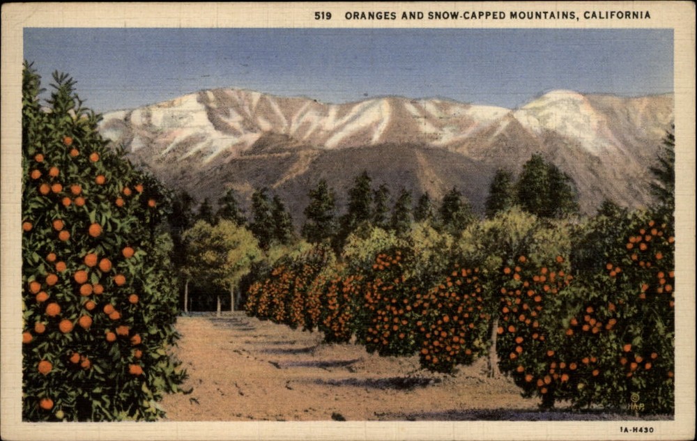 Orange groves California and snow-capped mountains ~  1936 linen postcard
