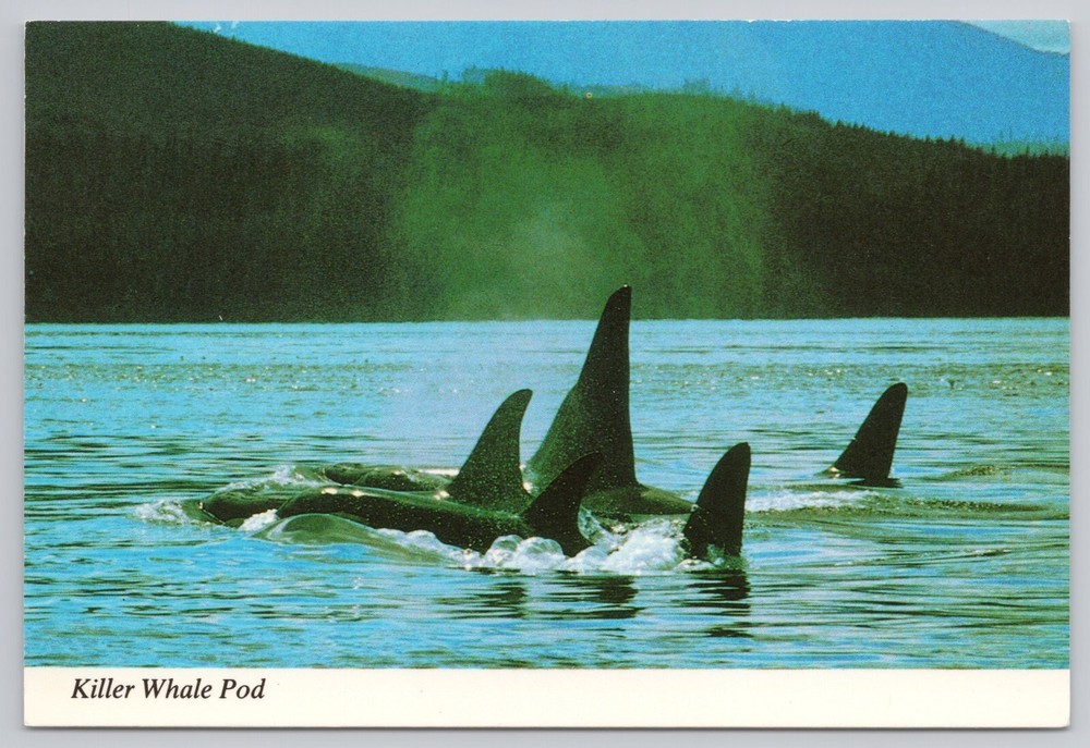 Anchorage Alaska, A Killer Whale Pod in the Inside Passage, Vintage Postcard