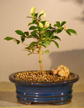 5 y.o. Lavender Star Flowering Bonsai Tree Fragrant Deciduous 7