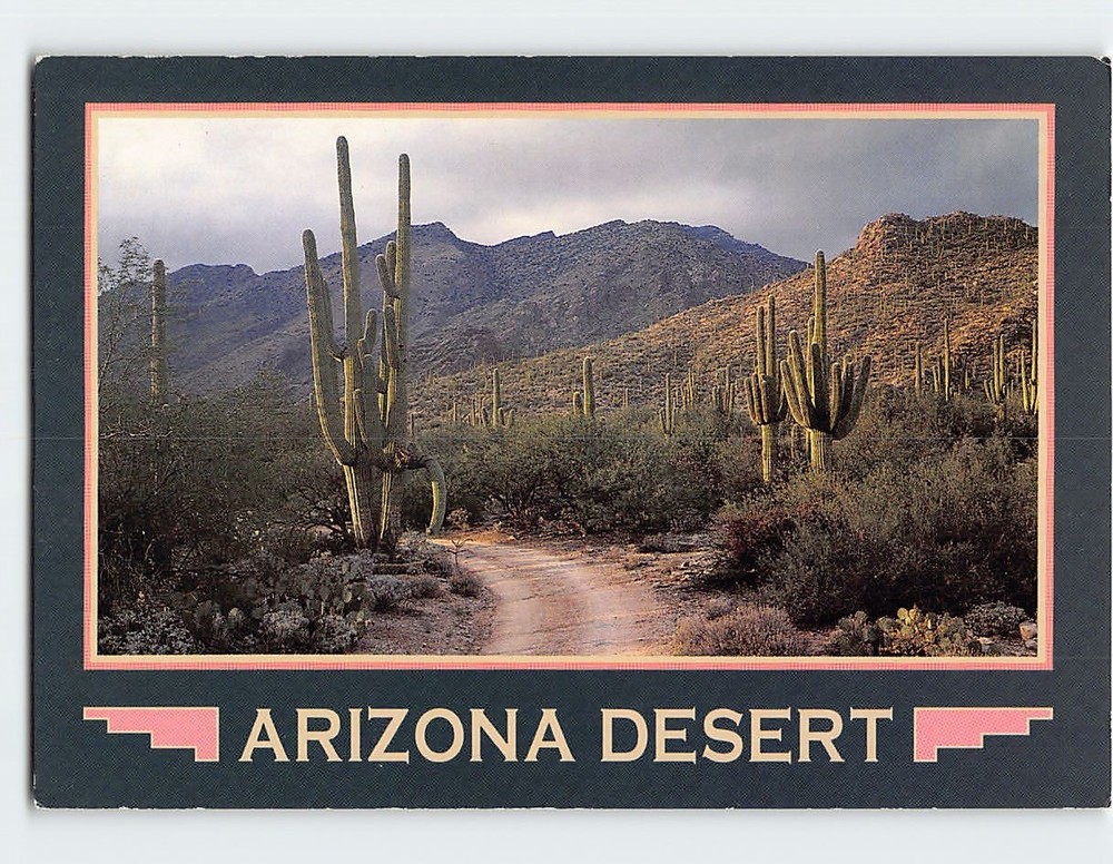 Postcard Saguaro Cacti Desert Scene Arizona USA