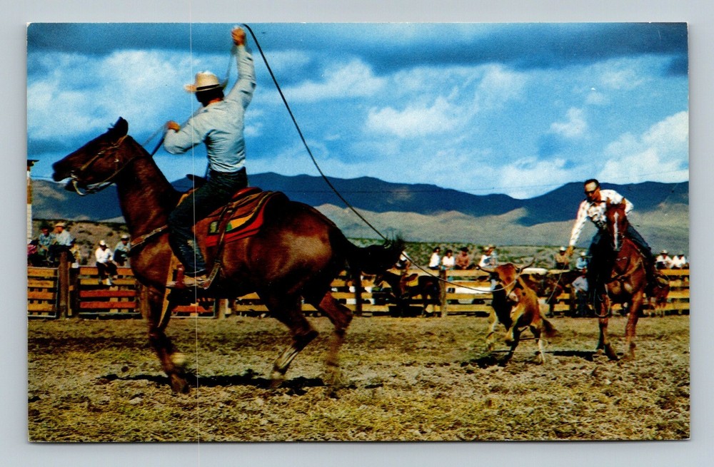 Rodeo Team Tying Event Cowboys Calf Roping Postcard