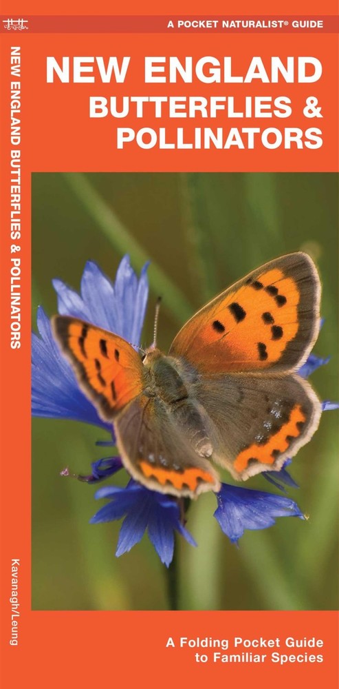 New England Butterflies & Pollinators (Nature Observation North America)