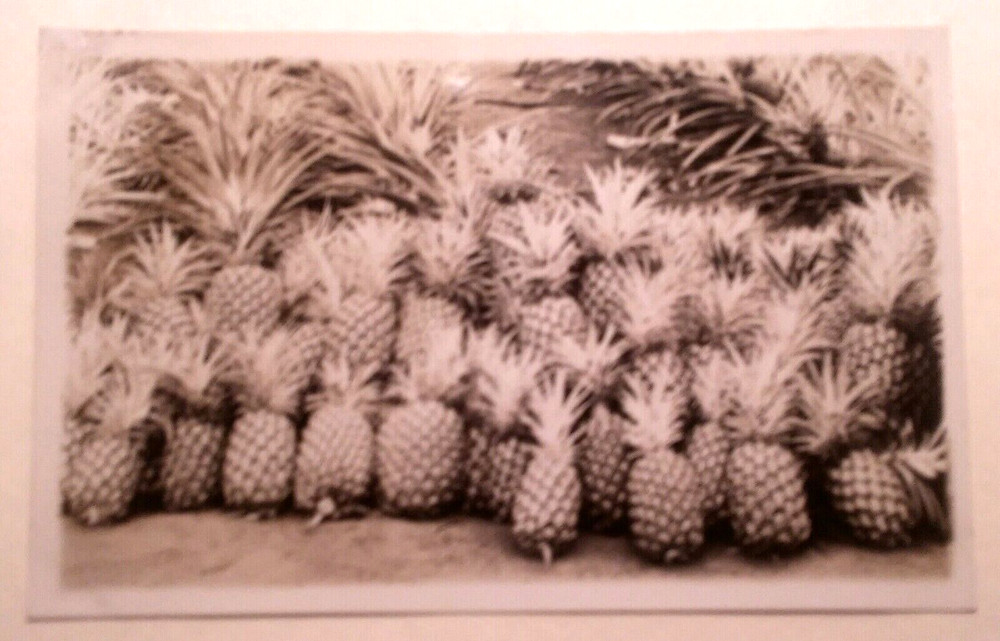 1930's Group Photo Freshly Picked Maui Pineapple TH Hawaii AZO RPPC