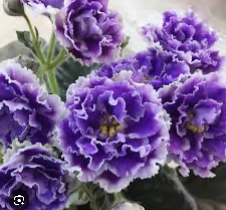 African Violet PLANT ~ LILON LILA Starter