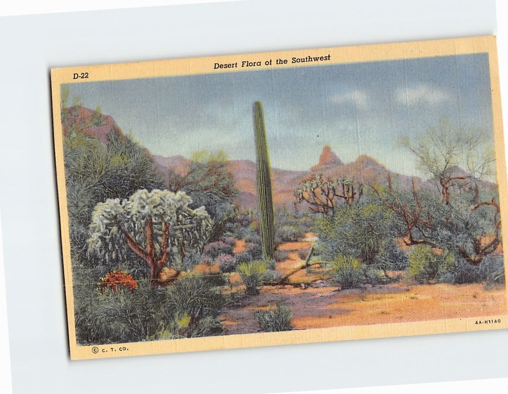 Postcard Desert Flora of the Southwest, Arizona