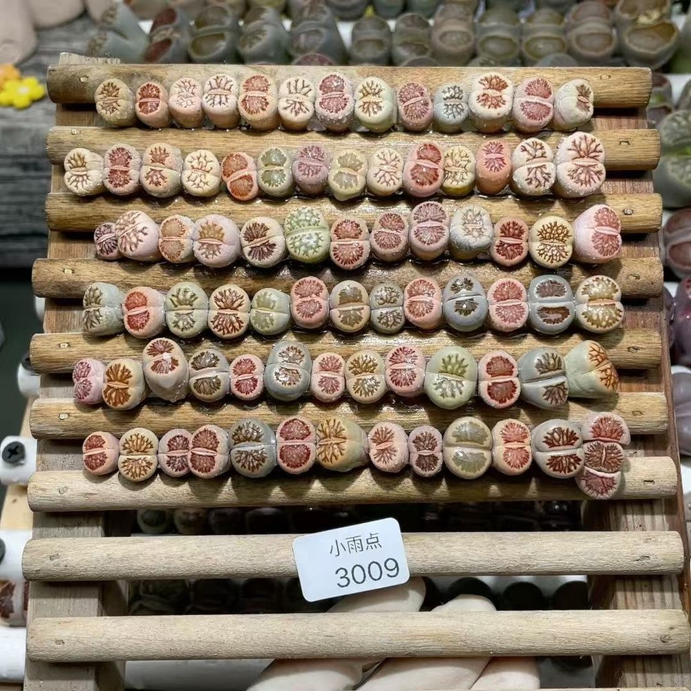 50PCS+ 1cm Sale Succulent Live colorful mix Group Lithops Kikukaseki WYSIWYG