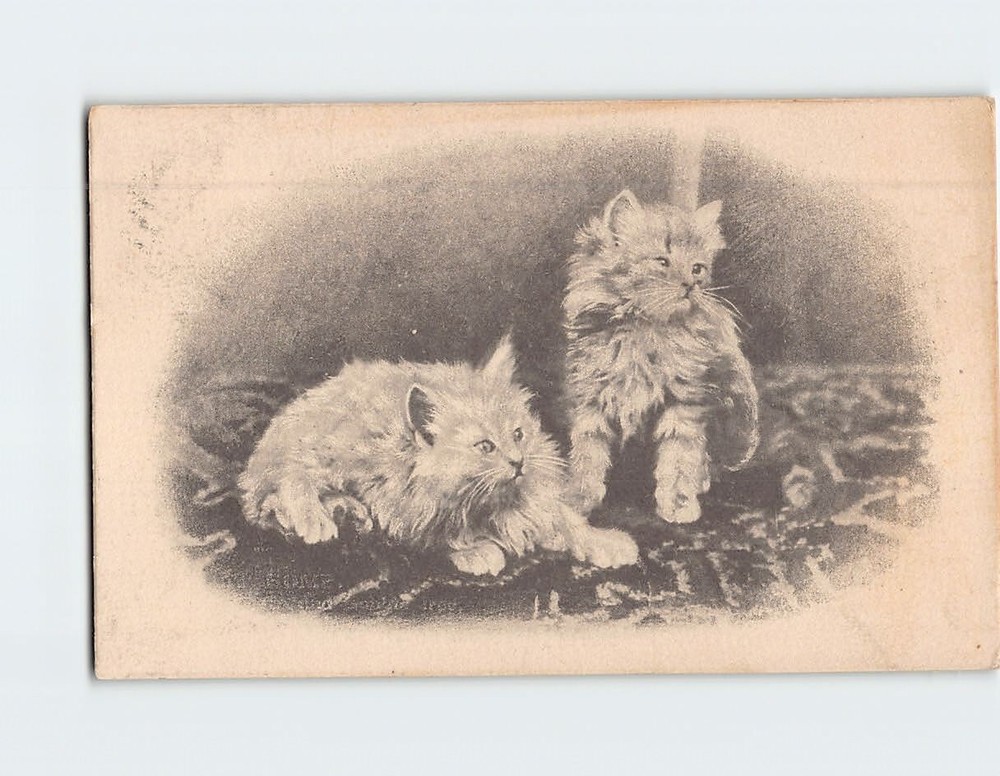 Postcard Two Cute Kittens