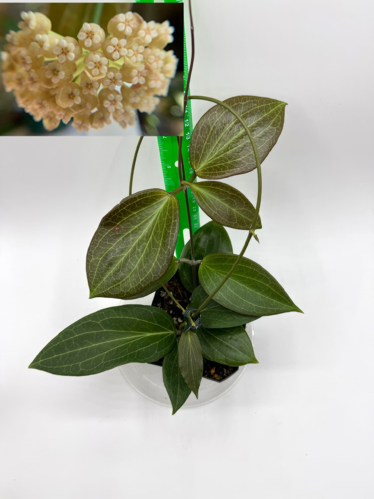 Hoya hellwigiana Young Established Plant