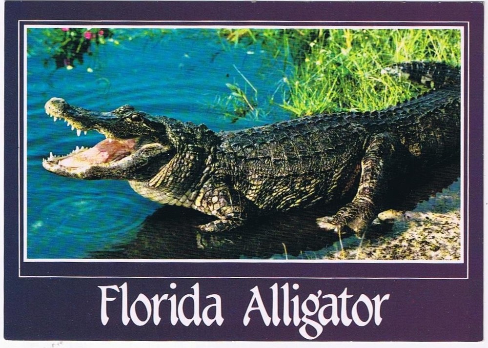 Florida Postcard Alligator Everglades